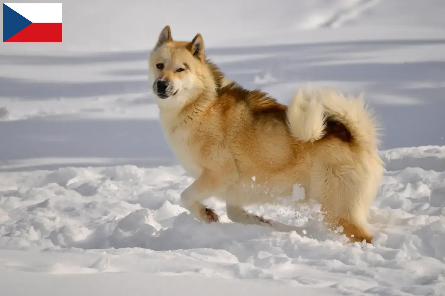Scopri di più sull'articolo Allevatori di cani Groenlandia e cuccioli in Repubblica Ceca