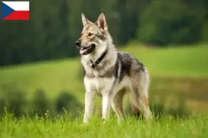 Scopri di più sull'articolo Allevatori di cani lupo Saarloos e cuccioli in Repubblica Ceca
