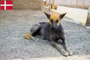 Scopri di più sull'articolo Allevatore di cani senza pelo peruviani e cuccioli in Danimarca