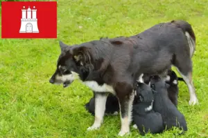 Scopri di più sull'articolo Allevatore di cani da renna lappone e cuccioli ad Amburgo
