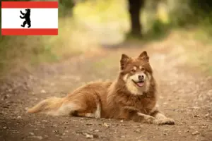 Scopri di più sull'articolo Allevatore di cani da renna lapponi e cuccioli a Berlino