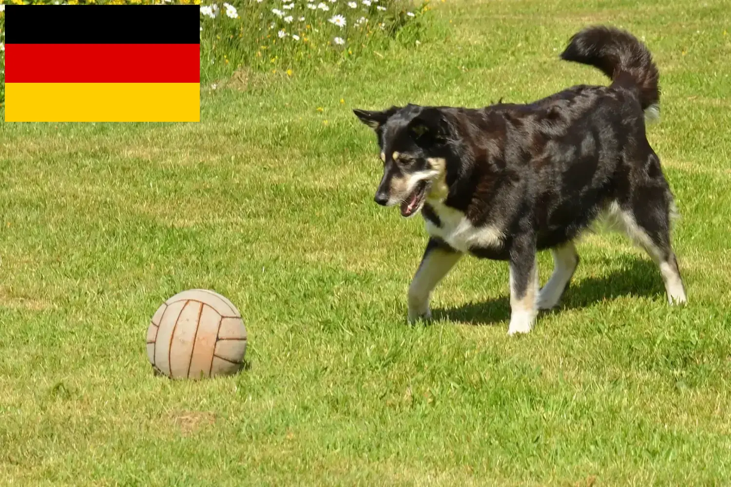Scopri di più sull'articolo Allevatori di cani da renna lapponi e cuccioli in Germania