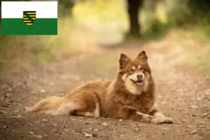 Scopri di più sull'articolo Allevatore di cani da renna lappone e cuccioli in Sassonia