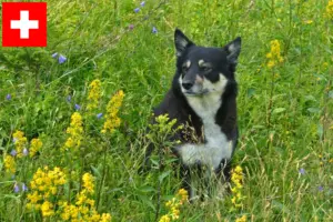 Scopri di più sull'articolo Allevatori di cani da renna lapponi e cuccioli in Svizzera