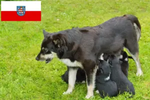 Scopri di più sull'articolo Allevatore di cani da renna lappone e cuccioli in Turingia