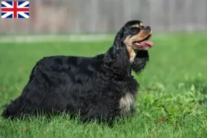 Scopri di più sull'articolo Allevatori di Cocker Spaniel Americano e cuccioli in Gran Bretagna