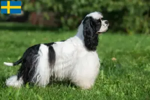 Scopri di più sull'articolo Allevatori di Cocker Spaniel Americani e cuccioli in Svezia