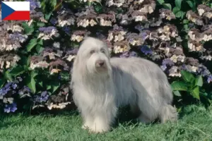 Scopri di più sull'articolo Allevatori di Bearded Collie e cuccioli in Repubblica Ceca