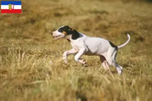 Scopri di più sull'articolo Allevatori di Ariégeois e cuccioli in Schleswig-Holstein