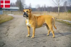 Scopri di più sull'articolo Allevatori e cuccioli di Ca de Bou in Danimarca