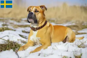 Scopri di più sull'articolo Allevatori e cuccioli di Ca de Bou in Svezia