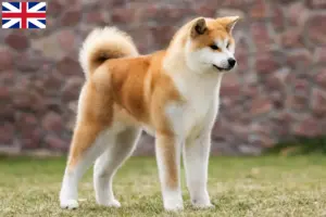 Scopri di più sull'articolo Allevatori di Akita e cuccioli in Gran Bretagna