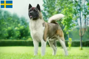 Scopri di più sull'articolo Allevatori di Akita e cuccioli in Svezia
