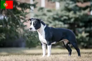 Scopri di più sull'articolo Allevatori di American Staffordshire Terrier e cuccioli in Portogallo