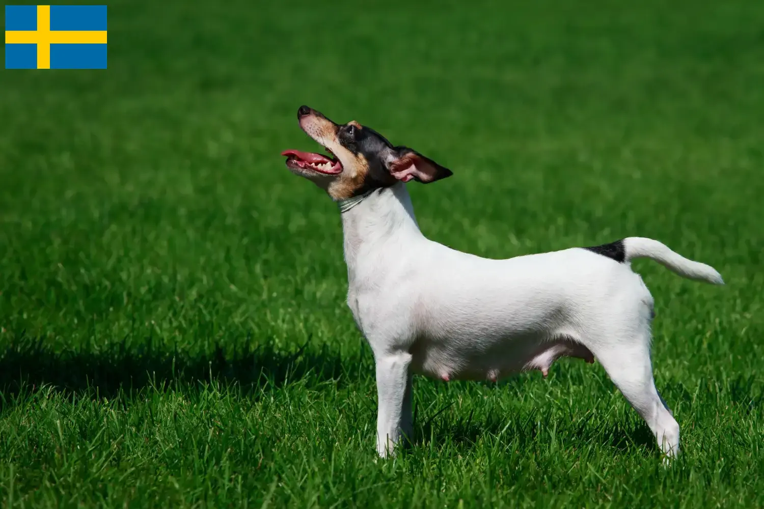 Cuccioli di American Toy Terrier e allevatori Svezia Trova qui gli allevatori di American Toy Terrier in Svezia.