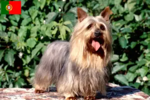Scopri di più sull'articolo Allevatori e cuccioli di Australian Silky Terrier in Portogallo