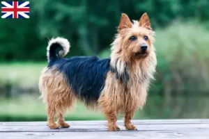 Scopri di più sull'articolo Allevatori di Australian Terrier e cuccioli in Gran Bretagna
