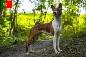Scopri di più sull'articolo Allevatori di Basenji e cuccioli in Portogallo