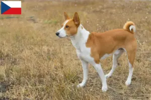 Scopri di più sull'articolo Allevatori di Basenji e cuccioli in Repubblica Ceca