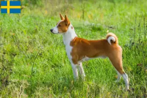 Scopri di più sull'articolo Allevatori di Basenji e cuccioli in Svezia