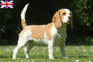 Scopri di più sull'articolo Allevatori di Beagle e cuccioli in Gran Bretagna
