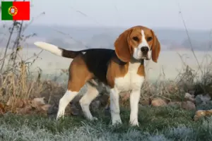Scopri di più sull'articolo Allevatori di Beagle e cuccioli in Portogallo
