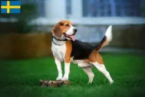 Scopri di più sull'articolo Allevatori di Beagle e cuccioli in Svezia