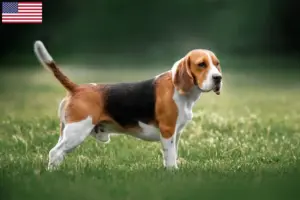 Scopri di più sull'articolo Allevatori di Beagle e cuccioli negli USA