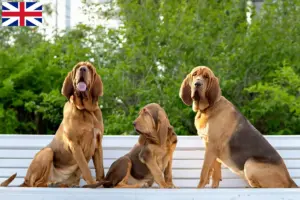 Scopri di più sull'articolo Allevatori di Bloodhound e cuccioli in Gran Bretagna