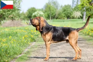 Scopri di più sull'articolo Allevatori e cuccioli di Bloodhound in Repubblica Ceca