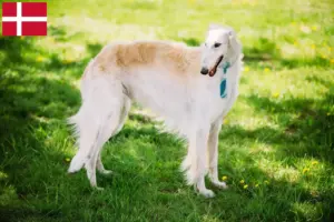 Scopri di più sull'articolo Allevatori di Borzoi e cuccioli in Danimarca