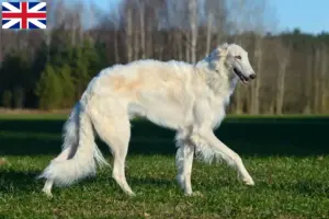 Scopri di più sull'articolo Allevatori di Borzoi e cuccioli in Gran Bretagna