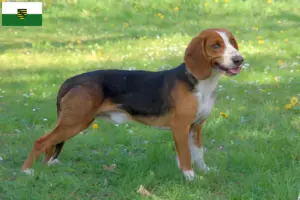Scopri di più sull'articolo Allevatori di Bracke tedesco e cuccioli in Sassonia
