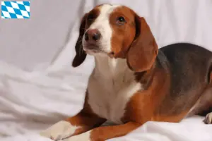 Scopri di più sull'articolo Allevatori di Bracke tedesco e cuccioli in Baviera
