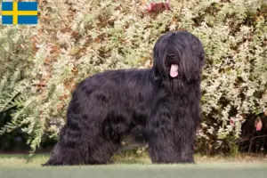 Scopri di più sull'articolo Allevatori e cuccioli di Briard in Svezia