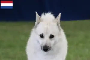 Scopri di più sull'articolo Allevatori di Buhund Norvegese e cuccioli in Olanda