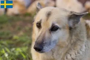Scopri di più sull'articolo Allevatore di Buhund norvegesi e cuccioli in Svezia