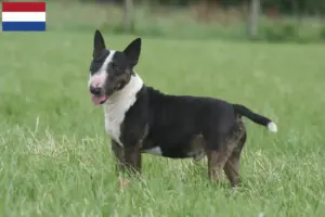 Scopri di più sull'articolo Allevatori di Bull Terrier in miniatura e cuccioli nei Paesi Bassi