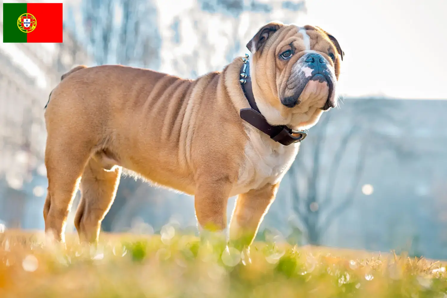 Scopri di più sull'articolo Allevatori di Bulldog Inglese e cuccioli in Portogallo