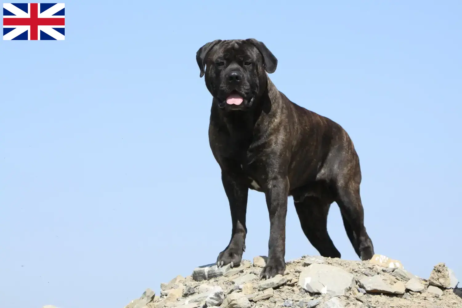 Scopri di più sull'articolo Allevatori di Bullmastiff e cuccioli in Gran Bretagna