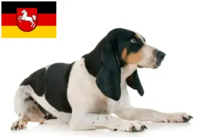Scopri di più sull'articolo Allevatori di cani da caccia e cuccioli in Bassa Sassonia