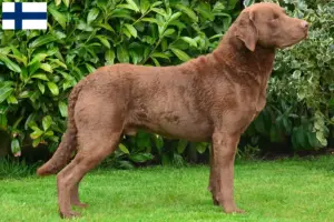 Scopri di più sull'articolo Allevatori di Chesapeake Bay Retriever e cuccioli in Finlandia