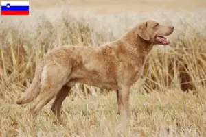 Scopri di più sull'articolo Allevatori di Chesapeake Bay Retriever e cuccioli in Slovenia