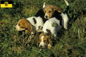Scopri di più sull'articolo Allevatori di Chien d’Artois e cuccioli nel Baden-Württemberg