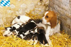 Scopri di più sull'articolo Allevatori di Chien d’Artois e cuccioli in Baviera