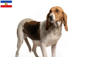 Scopri di più sull'articolo Allevatori di Chien d’Artois e cuccioli a Schleswig-Holstein