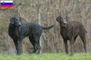 Scopri di più sull'articolo Allevatori di Curly Coated Retriever e cuccioli in Slovenia