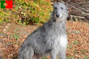 Scopri di più sull'articolo Allevatori di Deerhound e cuccioli in Portogallo