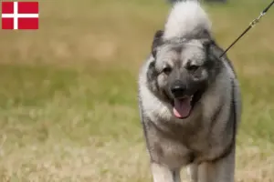 Scopri di più sull'articolo Allevatori e cuccioli di Elkhound norvegese in Danimarca