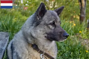 Scopri di più sull'articolo Allevatori e cuccioli di Elkhound norvegese in Olanda